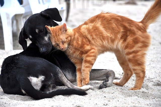 care for your cat by following these easy tips today