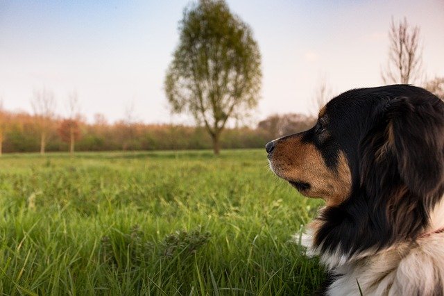 Everything You Need To Know About Effective Training Your Dog 1 everything you need to know about effective training your dog