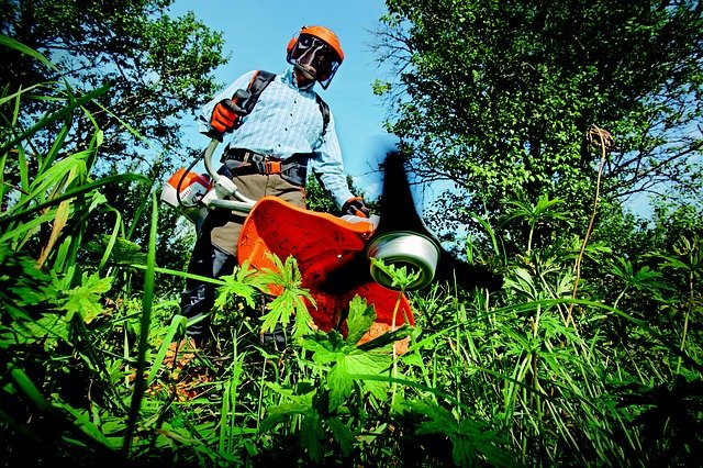 horticulture advice to turn your brown thumb green