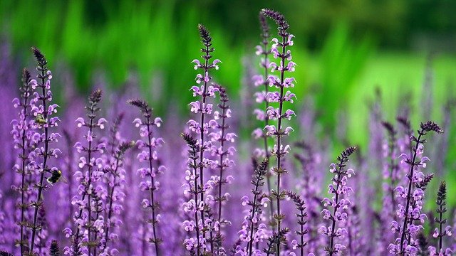 How To Grown And Organic Vegetable Garden 1 how to grown and organic vegetable garden
