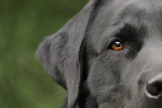 keeping you and your dog happy a guide