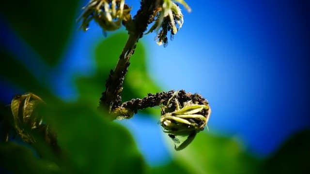 ridding your home of pests tips and tricks