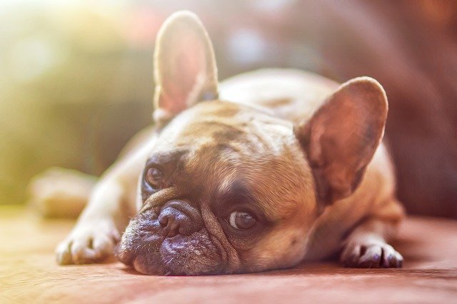 simple tips to help you understand dogs