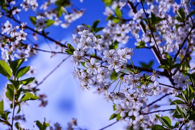 tips for maintaining a chemicalfree organic garden