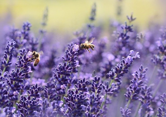 horticulture hints for people who are intimidated by it