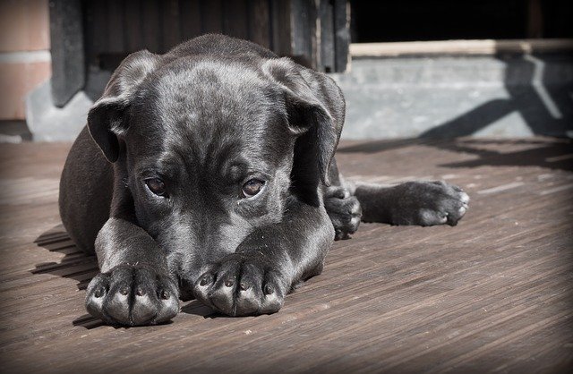Learn About Dog Care With This Article 1 learn about dog care with this article