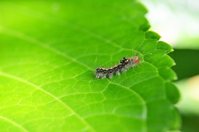 win over bugs with these pest control ideas
