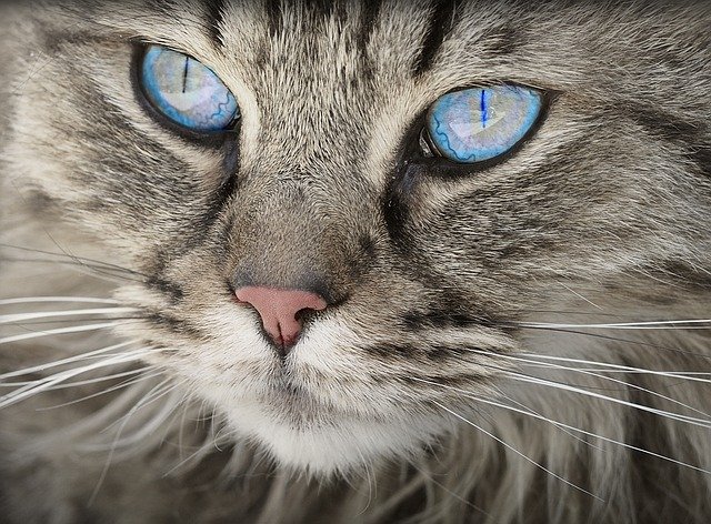 Cat Care - What You Should Know About Your Pet 1 cat care what you should know about your pet
