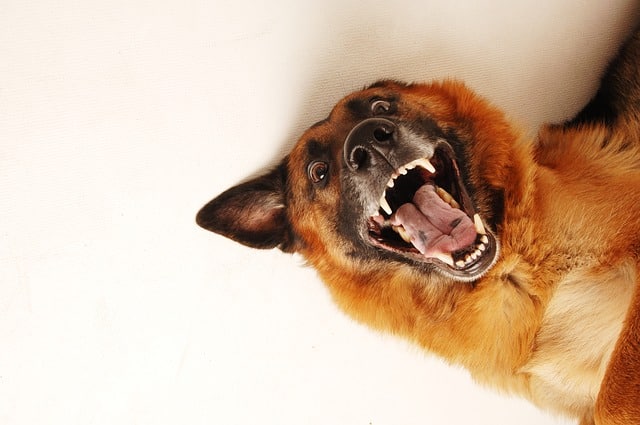 enjoy a healthy and happy dog with these ideas