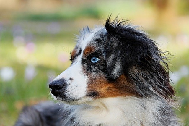 Pet Care Tips Specifically For Dog Owners. 1 pet care tips specifically for dog owners