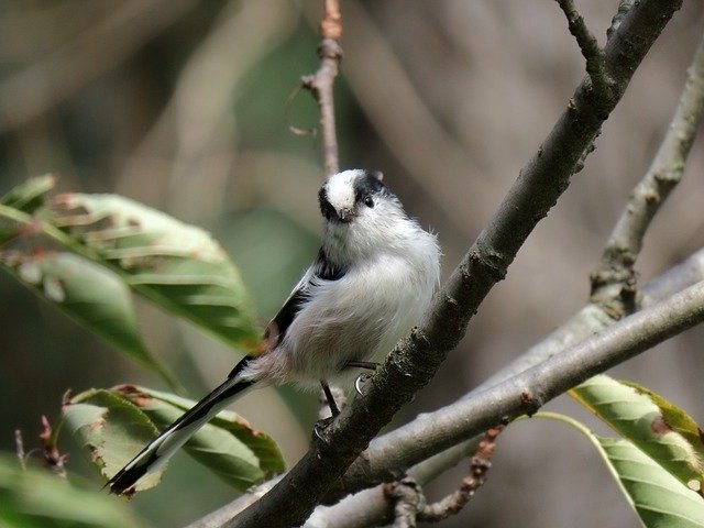 reasons you should make your new car biofuel compatible