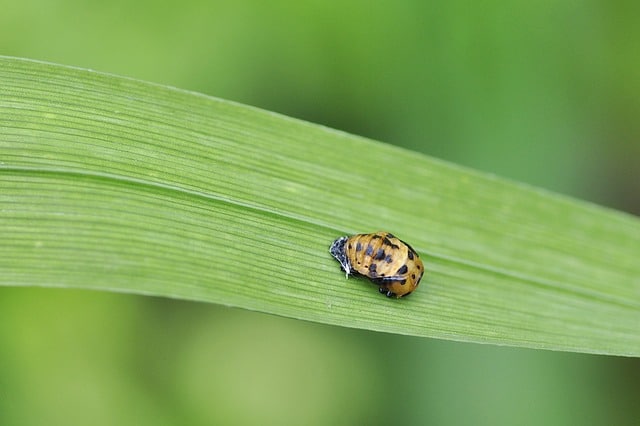 awesome pest control tips you can start using today