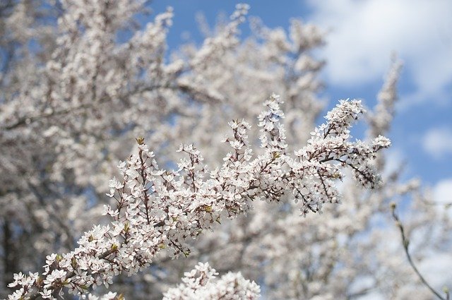 begin your organic garden by following these tips today