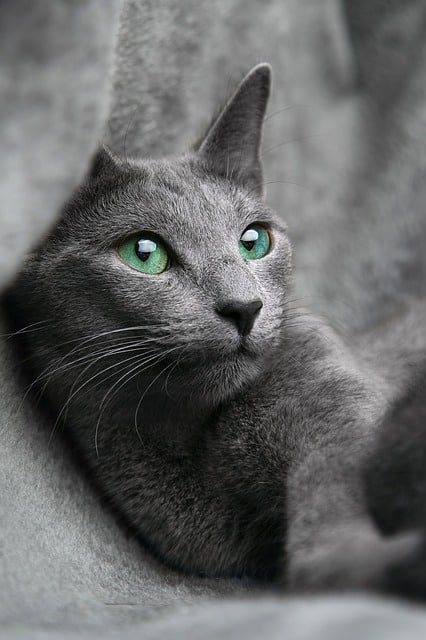 give your cat the very best with these top tips