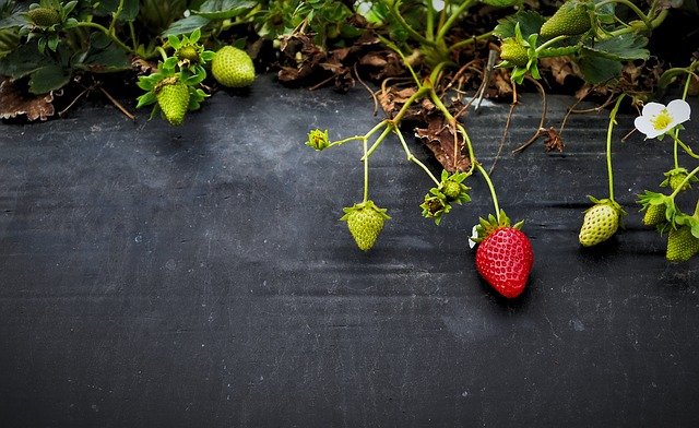 Need Help With Organic Gardening? Try Using These Tips 1 need help with organic gardening try using these tips
