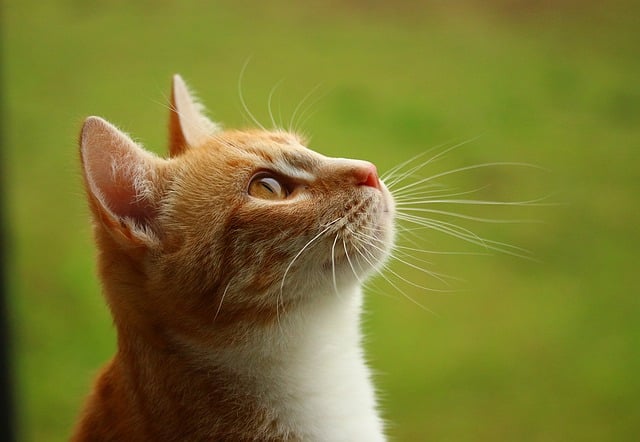 Top Tips To Help You Better Understand Cats 1 top tips to help you better understand cats