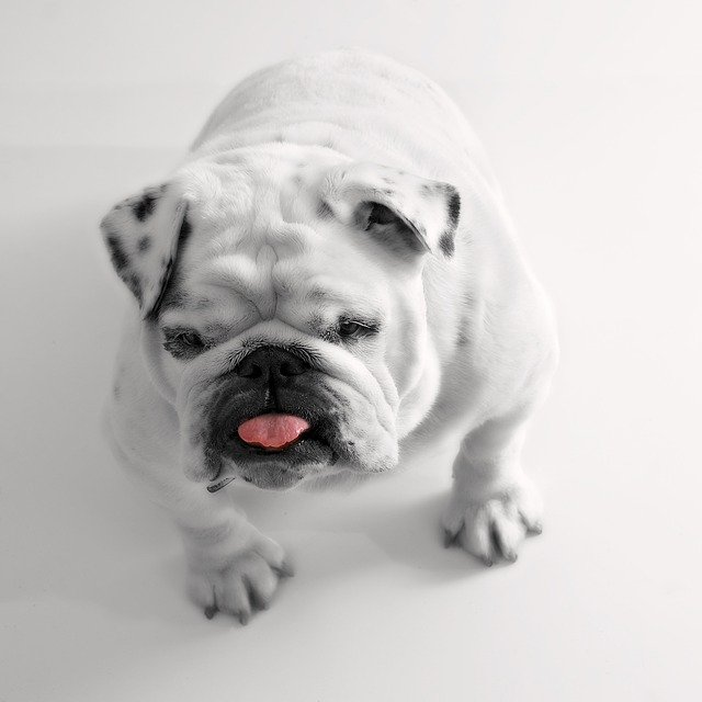 want information about dogs look for good tips here