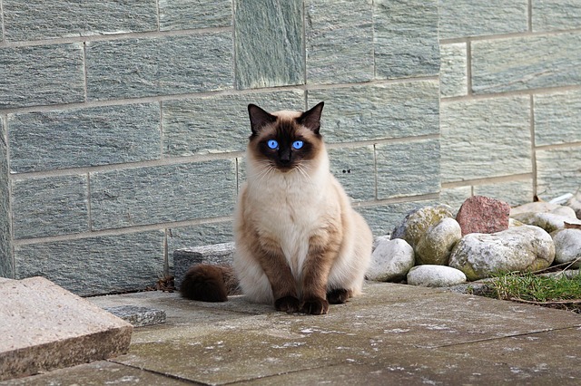 what you should know about caring for cats