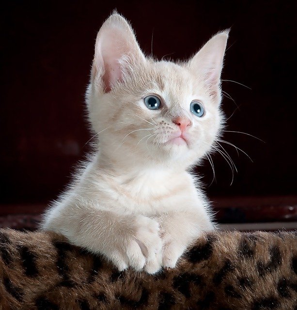 easy tips to help you care for your cat
