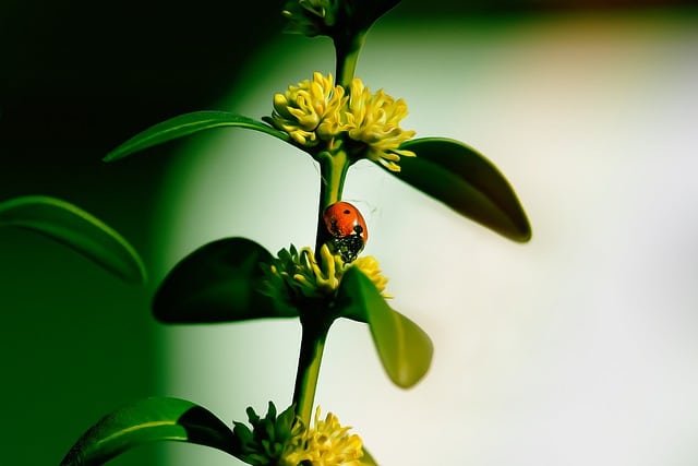 how to learn more about proper pest control