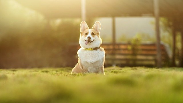 learn all about dogs in this article