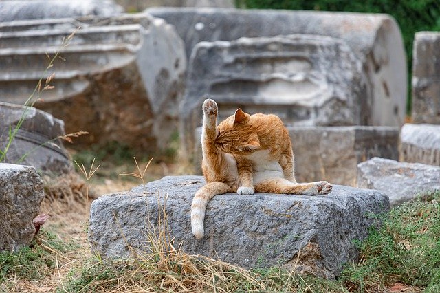 look here for great advice about cats