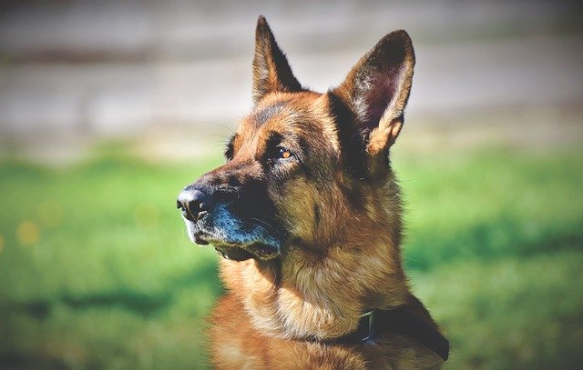 your one stop for all your dogs questions