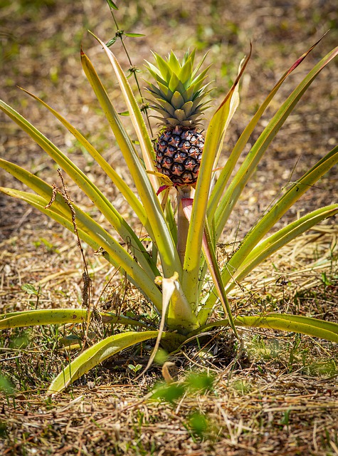 looking to increase your crops try these organic gardening tips
