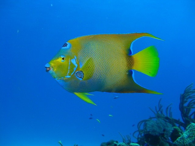 salmon fishing and how to catch the limit