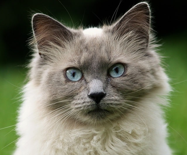 simple tips to help you understand cats