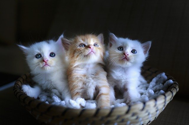 Cat Tips That Actually Help You And Your Cat 1 cat tips that actually help you and your cat