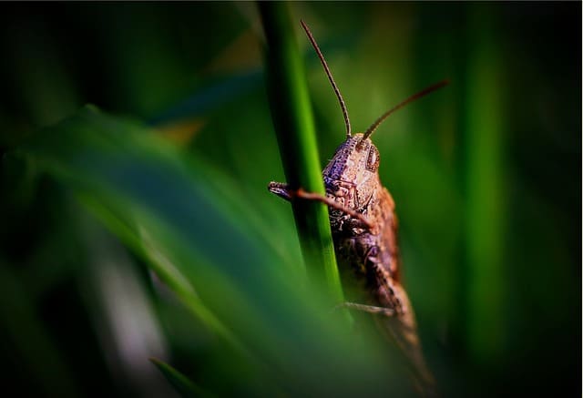 confused by pest control these tips can help