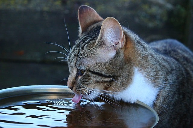 Curious About Your Cat? Read These Tips! 1 curious about your cat read these tips