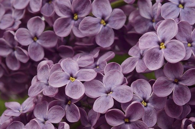 why gardening is good for the soul