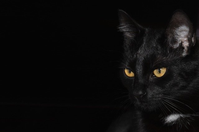 a wonderful guide about cats in the below article