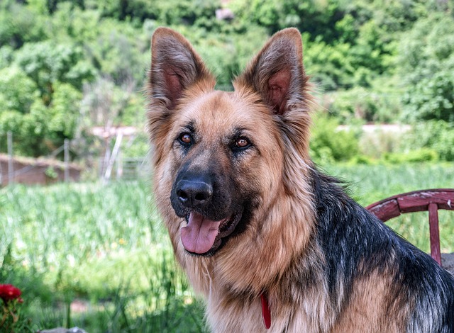 ideal information all dog owners should know about
