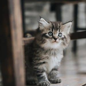 the best advice to make you a better cat owner