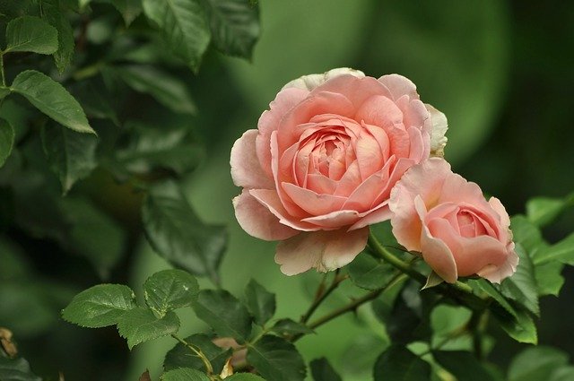 The Greener Gardener: Best Horticulture Tips And Ideas 1 the greener gardener best horticulture tips and ideas