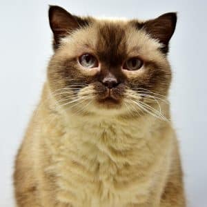 all cat lovers cant miss out on this advice