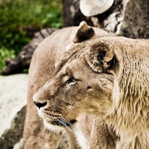 cat families need to know this information