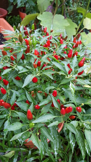 how to grow an organic garden as a part of a healthy lifestyle