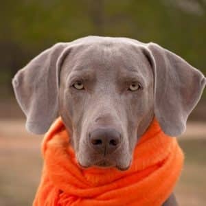 how to properly care for your dog