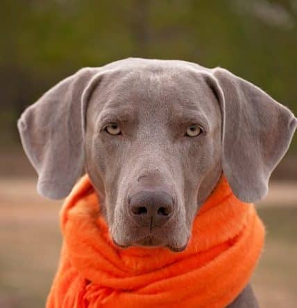 how to properly care for your dog