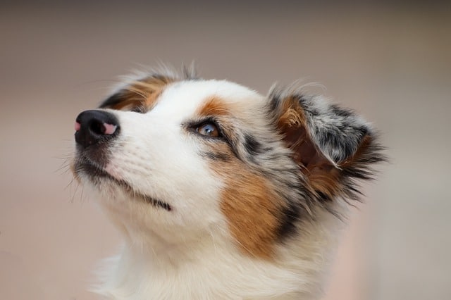 how to train your newly adoped dog