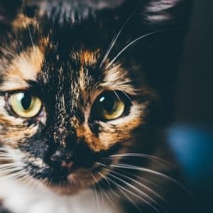 if youre someone who loves cats this article is for you